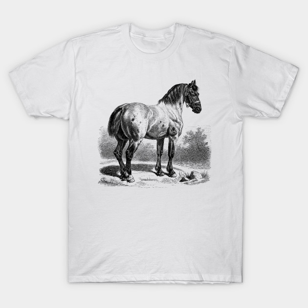 HORSE Vintage Black & White Illustration by Biophilia